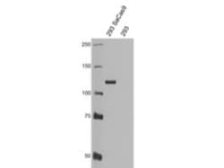 SNAT2 Rabbit anti-Rat, Polyclonal, MilliporeSigma 100 &mu;L;Unconjugated:Antibodies,